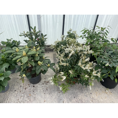 0 - WELCOME TO ASHLEY WALLER HORTICULTURE AUCTION - THE PHOTOS SHOW SOME OF THE ITEMS IN THIS SALE ITEMS... 