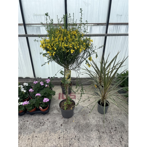 0 - WELCOME TO ASHLEY WALLER HORTICULTURE AUCTION - THE PHOTOS SHOW SOME OF THE ITEMS IN THIS SALE ITEMS... 