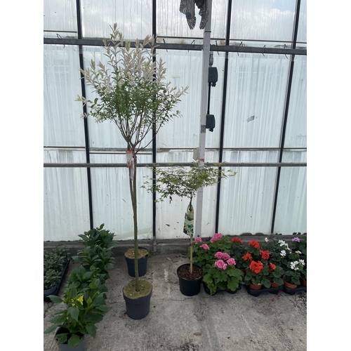 0 - WELCOME TO ASHLEY WALLER HORTICULTURE AUCTION - THE PHOTOS SHOW SOME OF THE ITEMS IN THIS SALE ITEMS... 