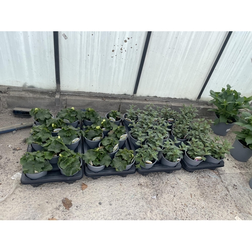 0 - WELCOME TO ASHLEY WALLER HORTICULTURE AUCTION - THE PHOTOS SHOW SOME OF THE ITEMS IN THIS SALE ITEMS... 