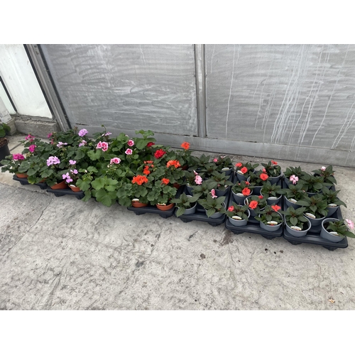 0 - WELCOME TO ASHLEY WALLER HORTICULTURE AUCTION - THE PHOTOS SHOW SOME OF THE ITEMS IN THIS SALE ITEMS... 