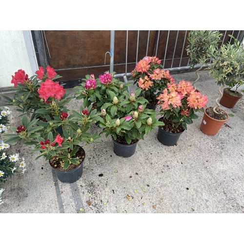 0 - WELCOME TO ASHLEY WALLER HORTICULTURE AUCTION - THE PHOTOS SHOW SOME OF THE ITEMS IN THIS SALE ITEMS... 