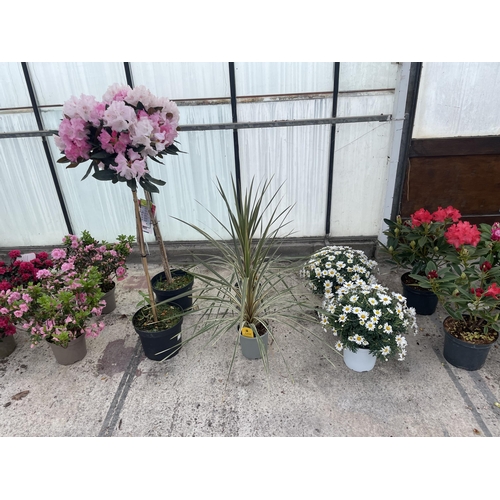 0 - WELCOME TO ASHLEY WALLER HORTICULTURE AUCTION - THE PHOTOS SHOW SOME OF THE ITEMS IN THIS SALE ITEMS... 