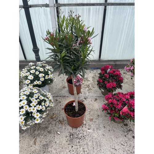 0 - WELCOME TO ASHLEY WALLER HORTICULTURE AUCTION - THE PHOTOS SHOW SOME OF THE ITEMS IN THIS SALE ITEMS... 