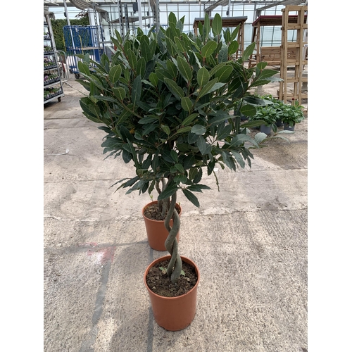 1 - TWO LAURUS NOBILIS STANDARD BAY TREES WITH DOUBLE SPIRAL STEMS 145CM HIGH IN 7.5 LTR POTS + VAT