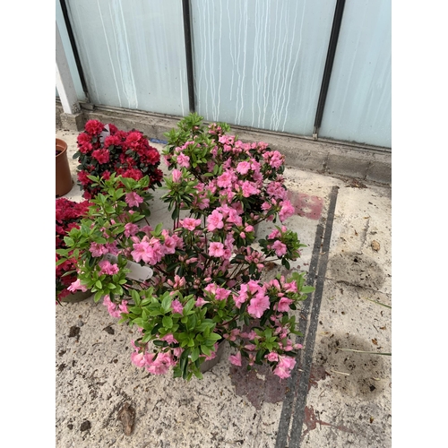 10 - TWO PINK AZALEAS SIZE C-3 + VAT