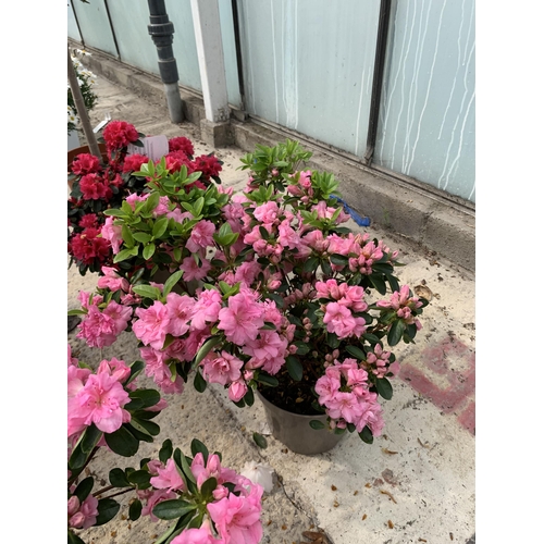 10 - TWO PINK AZALEAS SIZE C-3 + VAT