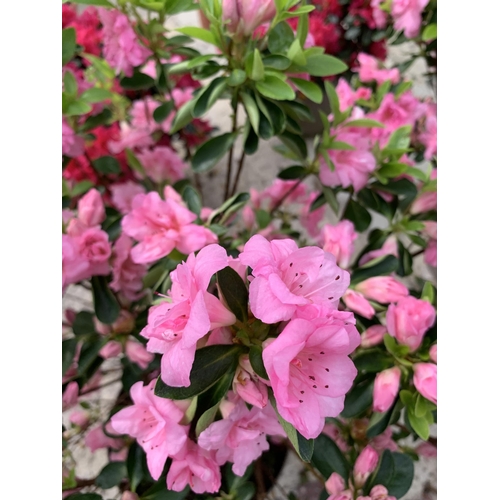 10 - TWO PINK AZALEAS SIZE C-3 + VAT