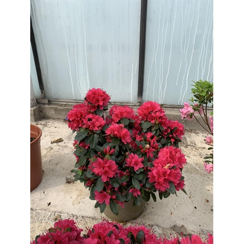 11 - TWO AZALEA GESHIA RED SIZE C-3 + VAT