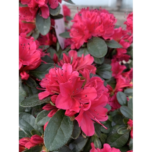 11 - TWO AZALEA GESHIA RED SIZE C-3 + VAT