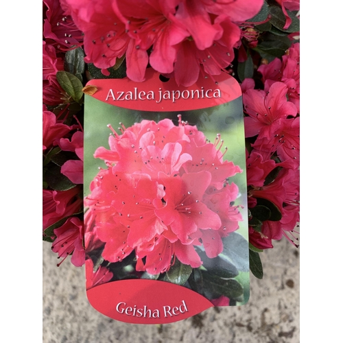 11 - TWO AZALEA GESHIA RED SIZE C-3 + VAT