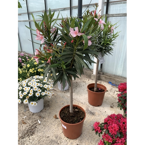 12 - TWO STANDARD NERIUM OLEANDER IN 5 LTR POTS + VAT