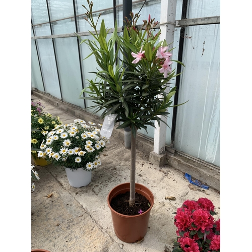 12 - TWO STANDARD NERIUM OLEANDER IN 5 LTR POTS + VAT