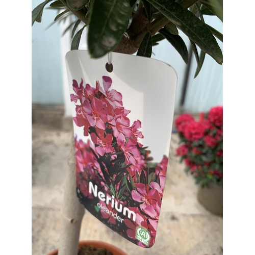 12 - TWO STANDARD NERIUM OLEANDER IN 5 LTR POTS + VAT