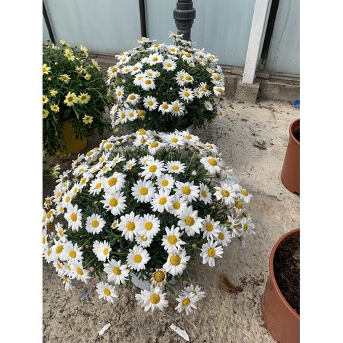 13 - TWO LARGE MARGUERITE WHITE IN 3 LTR POTS + VAT