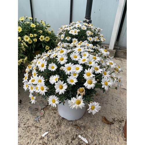 13 - TWO LARGE MARGUERITE WHITE IN 3 LTR POTS + VAT