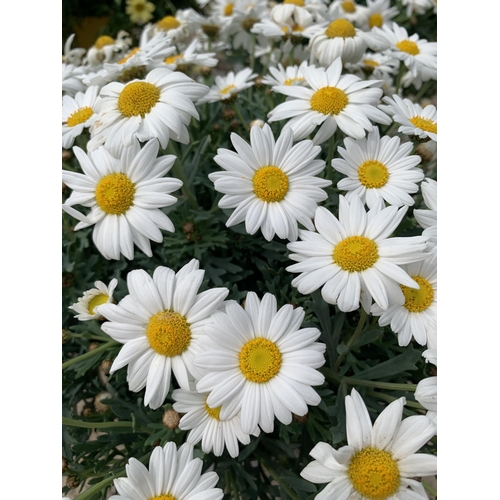 13 - TWO LARGE MARGUERITE WHITE IN 3 LTR POTS + VAT