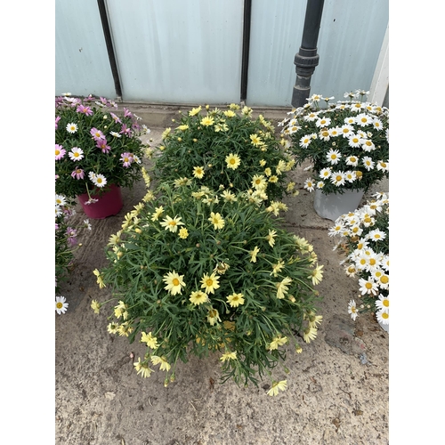 14 - TWO LARGE MARGUERITE YELLOW IN 3 LTR POTS + VAT