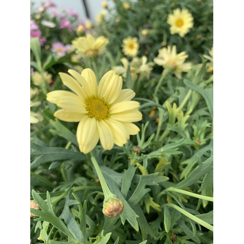 14 - TWO LARGE MARGUERITE YELLOW IN 3 LTR POTS + VAT