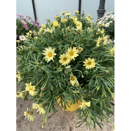 14 - TWO LARGE MARGUERITE YELLOW IN 3 LTR POTS + VAT