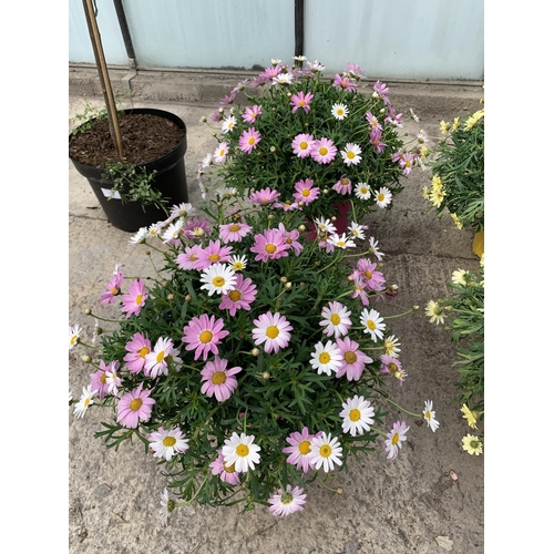 15 - TWO LARGE MARGUERITE PINK IN 3 LTR POTS + VAT