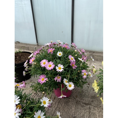 15 - TWO LARGE MARGUERITE PINK IN 3 LTR POTS + VAT