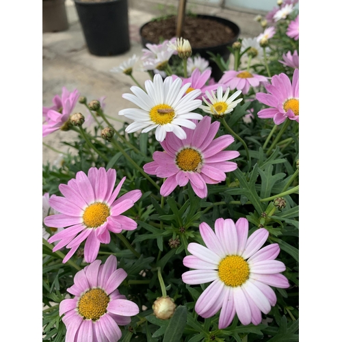 15 - TWO LARGE MARGUERITE PINK IN 3 LTR POTS + VAT