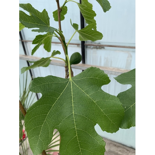 16 - A LARGE FISCUS CARICA WITH FIGS IN A 10 LTR POT + VAT