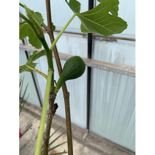 16 - A LARGE FISCUS CARICA WITH FIGS IN A 10 LTR POT + VAT