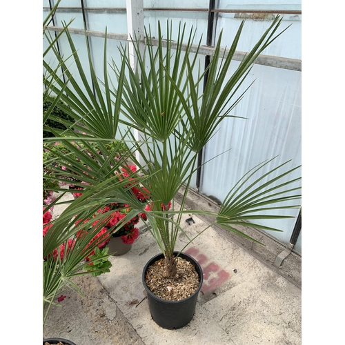 17 - TWO LARGE CHAMAEROPS HUMILIS PALMS IN 3 LTR POTS + VAT