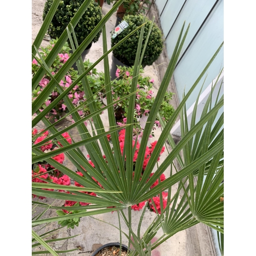 17 - TWO LARGE CHAMAEROPS HUMILIS PALMS IN 3 LTR POTS + VAT