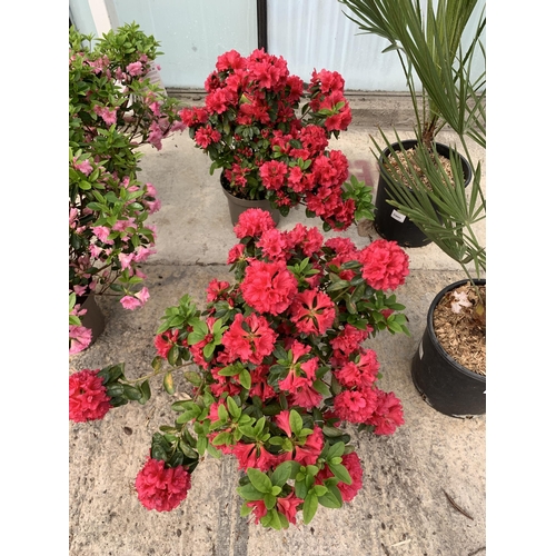 18 - TWO AZALEA JAPONICA AGADIR SIZE C-3 + VAT