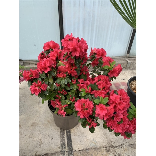 18 - TWO AZALEA JAPONICA AGADIR SIZE C-3 + VAT