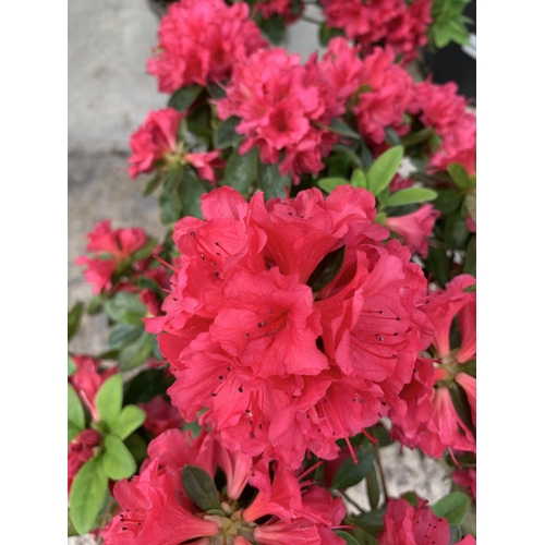 18 - TWO AZALEA JAPONICA AGADIR SIZE C-3 + VAT