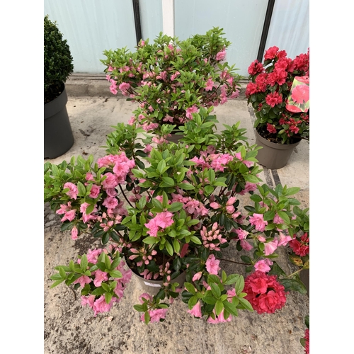 19 - TWO AZALEA JAPONICA ROSE BUD SIZE C-3 + VAT