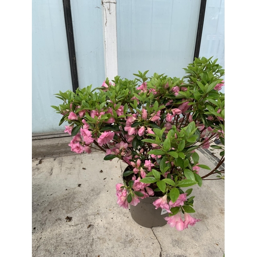 19 - TWO AZALEA JAPONICA ROSE BUD SIZE C-3 + VAT