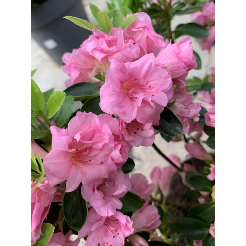 19 - TWO AZALEA JAPONICA ROSE BUD SIZE C-3 + VAT