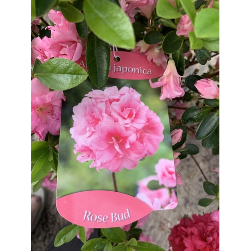 19 - TWO AZALEA JAPONICA ROSE BUD SIZE C-3 + VAT