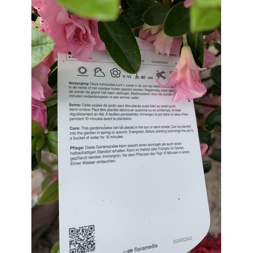 19 - TWO AZALEA JAPONICA ROSE BUD SIZE C-3 + VAT