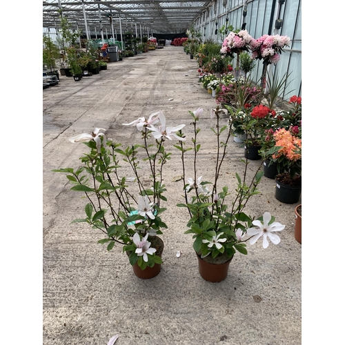 2 - TWO MAGNOLIA GEORGE HENRY KERN IN 4 LTR POTS + VAT