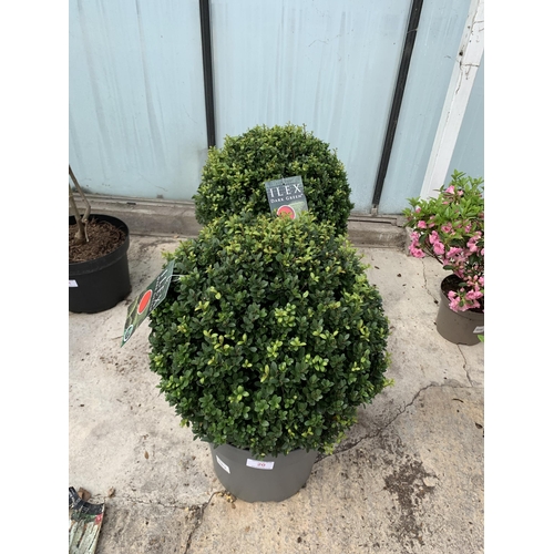 20 - TWO ILEX DARK GREEN BALL 40+ IN 15 LTR POTS + VAT