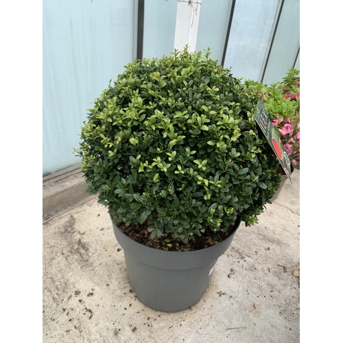 20 - TWO ILEX DARK GREEN BALL 40+ IN 15 LTR POTS + VAT