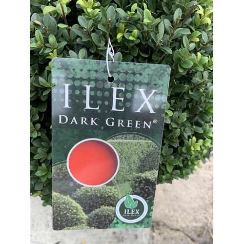 20 - TWO ILEX DARK GREEN BALL 40+ IN 15 LTR POTS + VAT