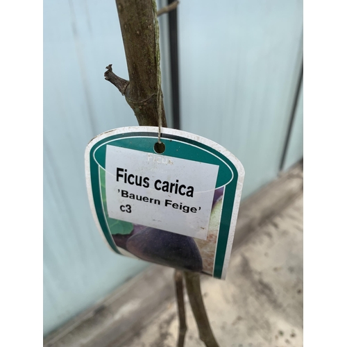 21 - A LARGE FISCUS CARICA WITH FIGS IN A 10 LTR POT + VAT