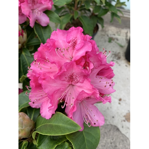 22 - TWO PINK RHODODENRON SIZE C-5 + VAT