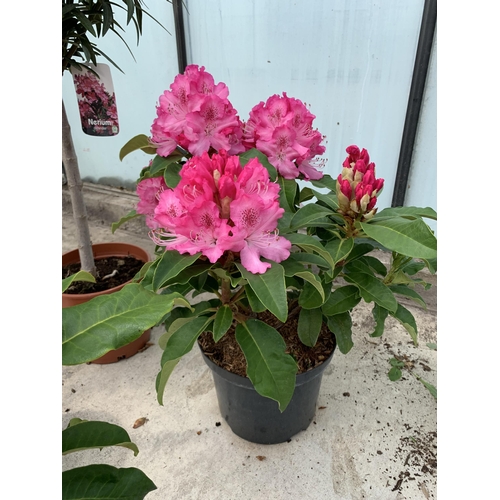 22 - TWO PINK RHODODENRON SIZE C-5 + VAT