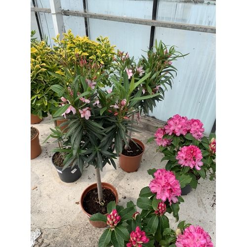 23 - TWO STANDARD NERIUM OLEANDER IN 5 LTR POTS + VAT