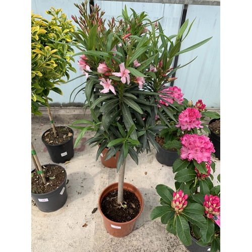 23 - TWO STANDARD NERIUM OLEANDER IN 5 LTR POTS + VAT