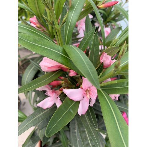 23 - TWO STANDARD NERIUM OLEANDER IN 5 LTR POTS + VAT