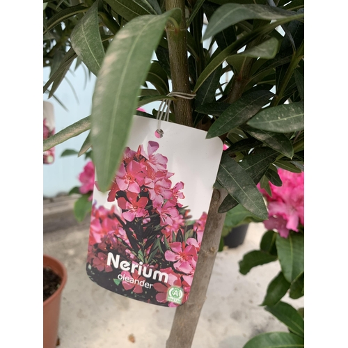 23 - TWO STANDARD NERIUM OLEANDER IN 5 LTR POTS + VAT